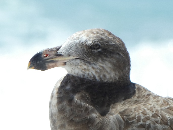 Larus pacificus, racek velkozobý