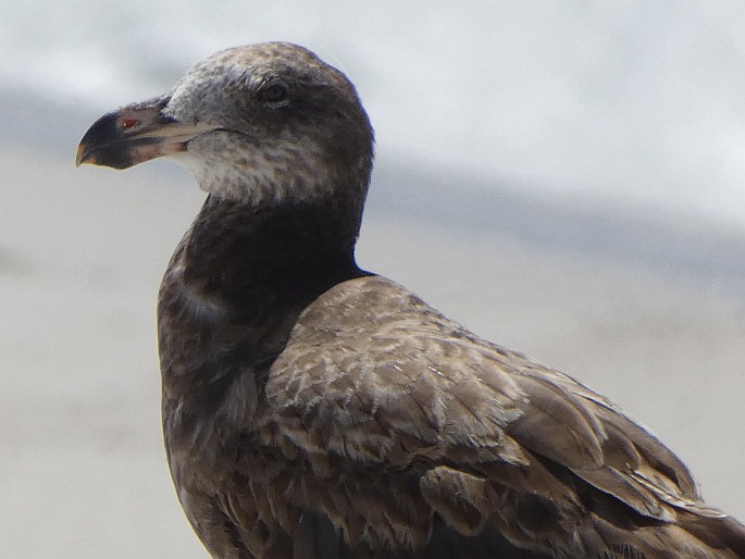 Larus pacificus, racek velkozobý