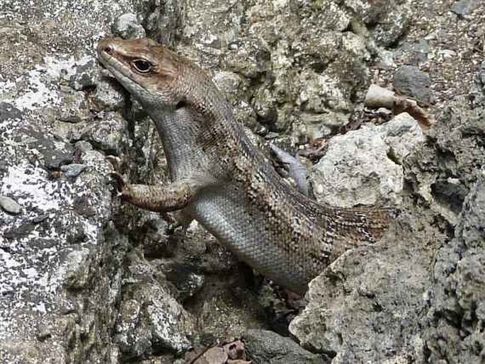 Leiolopisma telfairii, scink Telfairův