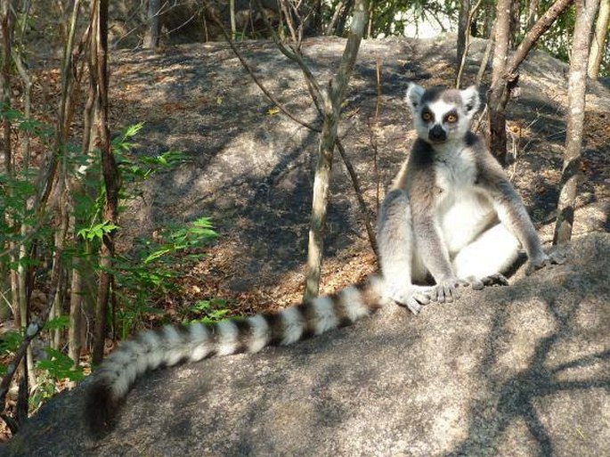 Lemur catta