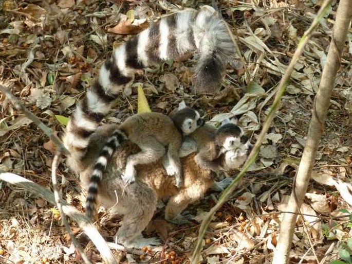 Lemur catta