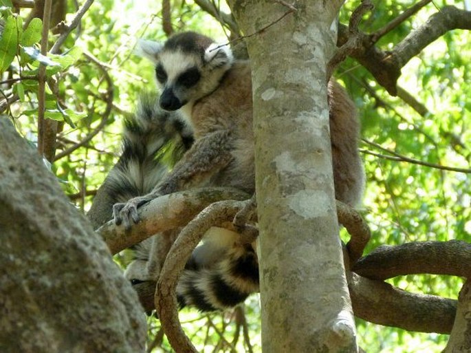 Lemur catta