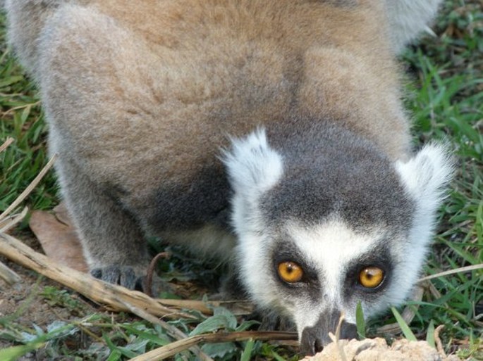 Lemur catta