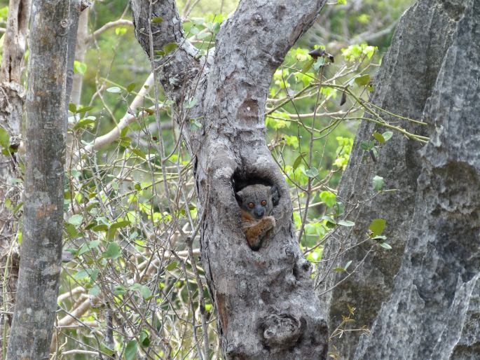 Lepilemur randrianasoloi, lemur Randrianasolův