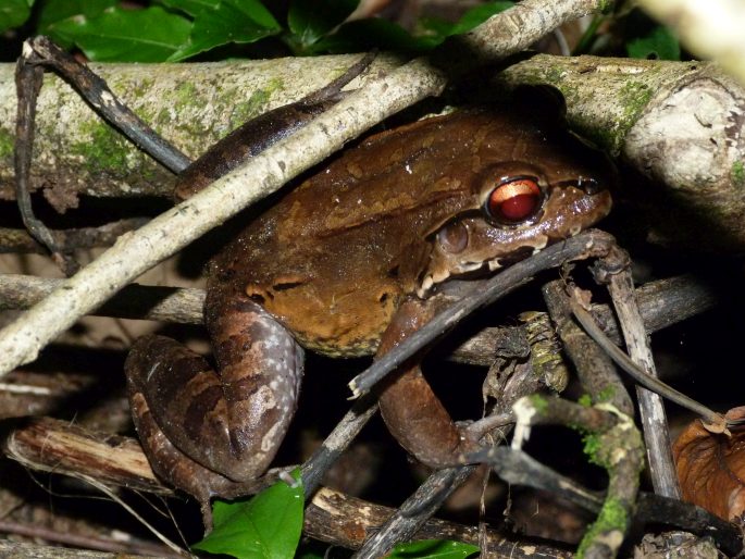 Leptodactylus savagei, hvízdalka Savageova