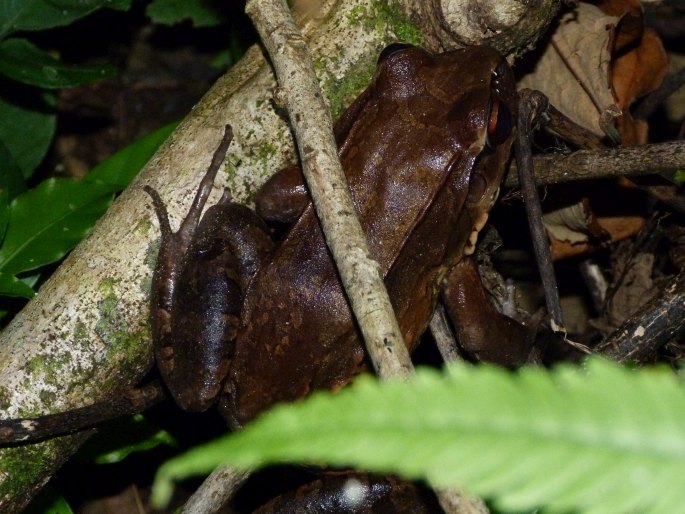 Leptodactylus savagei, hvízdalka Savageova