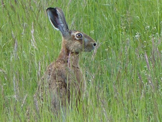 Lepus europaeus Pallas, 1778; zajíc polní