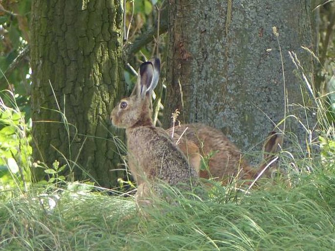 Lepus europaeus