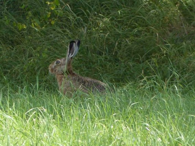 Lepus europaeus