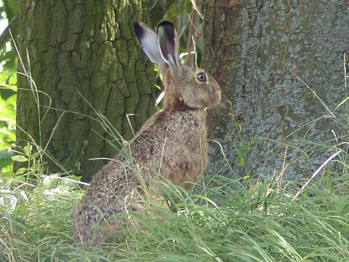 Lepus europaeus