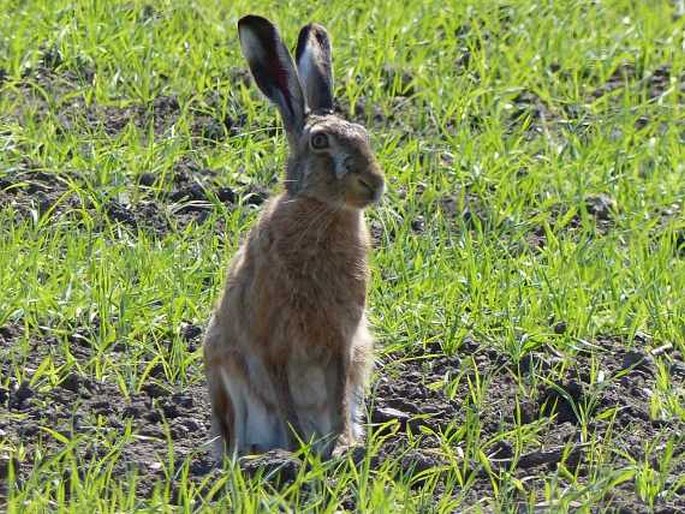 Lepus europaeus