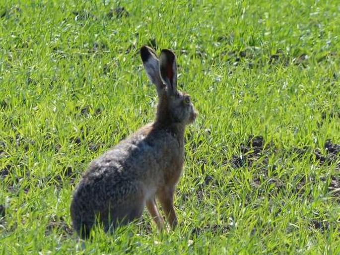 Lepus europaeus