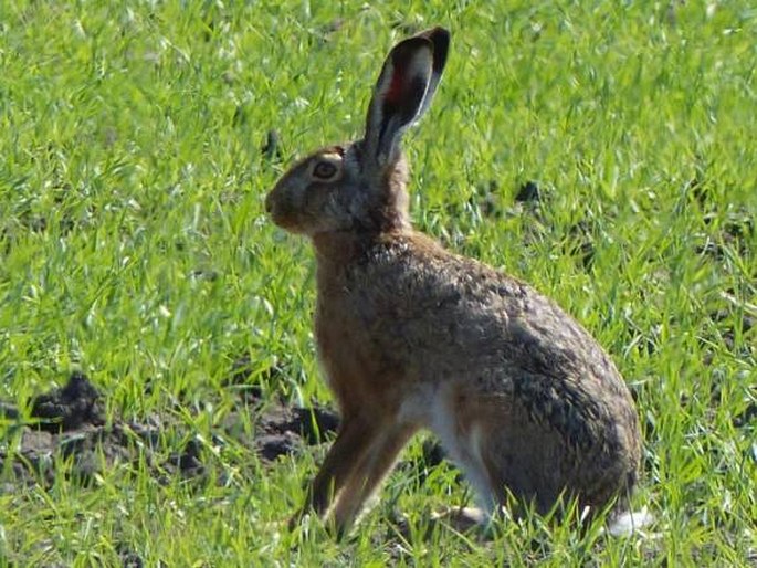 Lepus europaeus