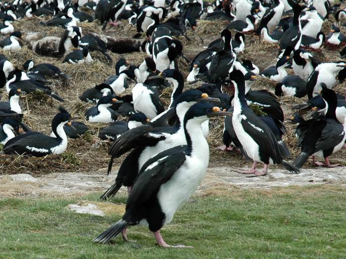 Leucocarbo atriceps, kormorán modrooký