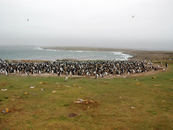 Leucocarbo atriceps, kormorán modrooký