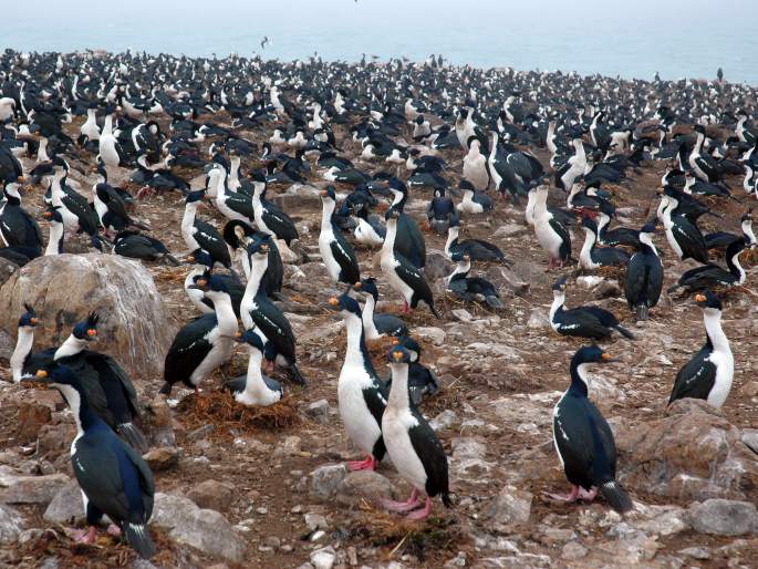 Leucocarbo atriceps, kormorán modrooký