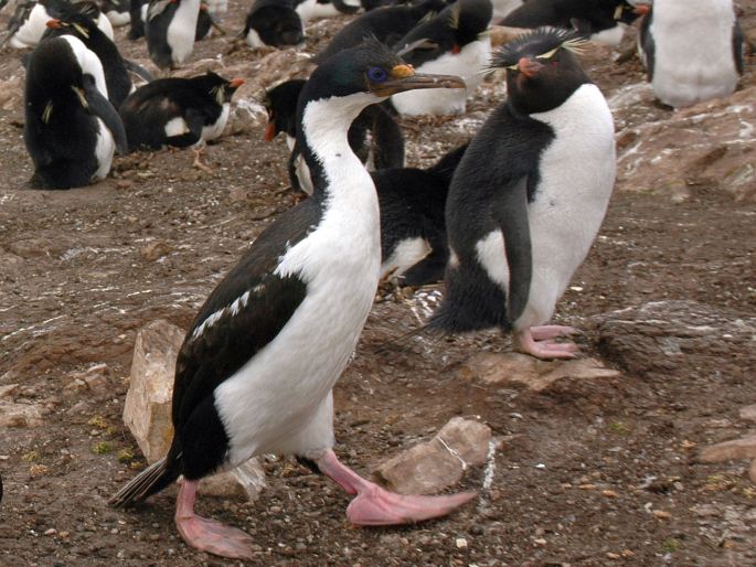 Leucocarbo atriceps, kormorán modrooký