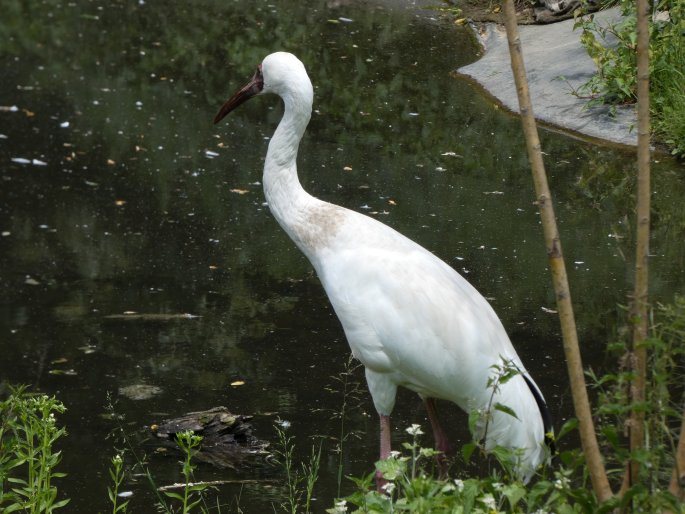 Leucogeranus leucogeranus, jeřáb bílý