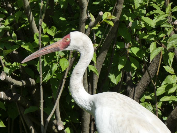 Leucogeranus leucogeranus, jeřáb bílý