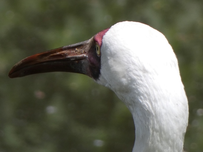 Leucogeranus leucogeranus, jeřáb bílý