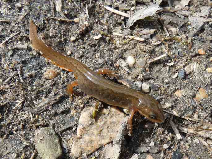 Lissotriton vulgaris, čolek obecný