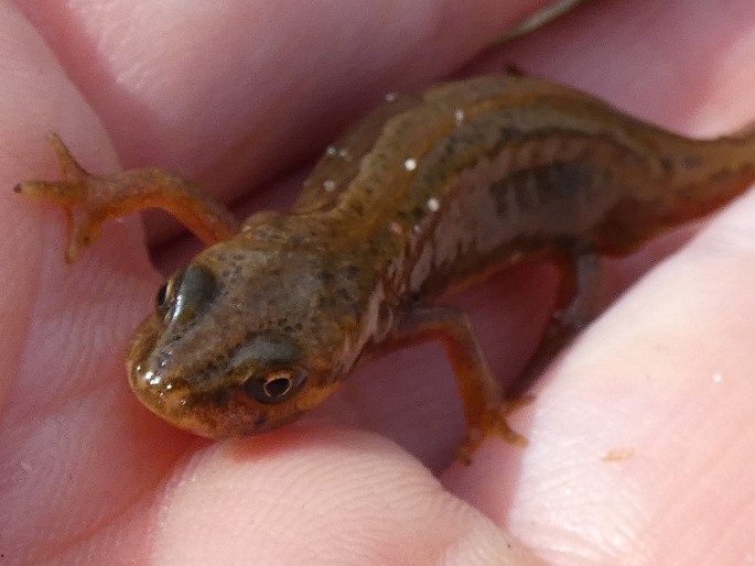 Lissotriton vulgaris, čolek obecný