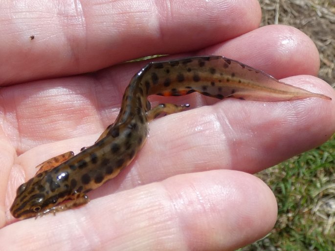 Lissotriton vulgaris, čolek obecný