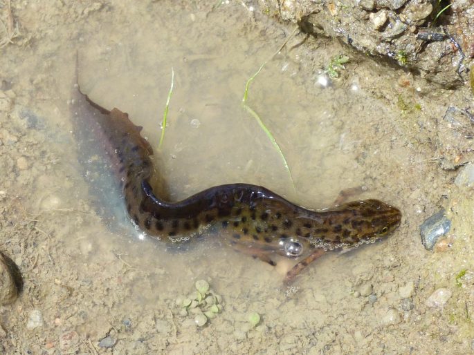 Lissotriton vulgaris, čolek obecný