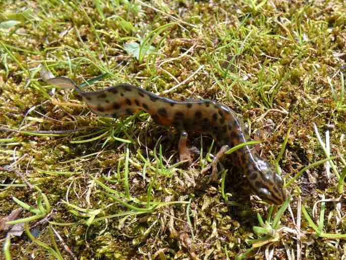 Lissotriton vulgaris, čolek obecný