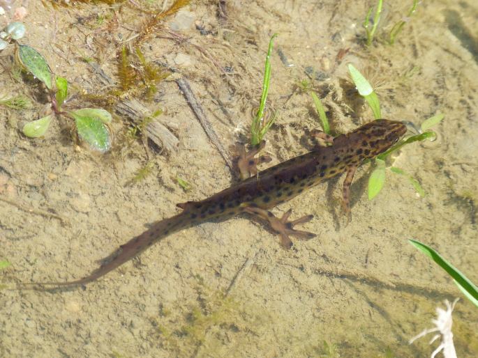 Lissotriton vulgaris, čolek obecný