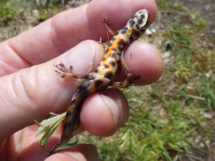 Lissotriton vulgaris, čolek obecný