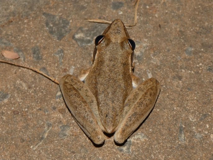 Litoria tornieri, rosnice Tornierova