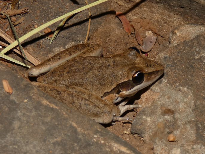 Litoria tornieri, rosnice Tornierova