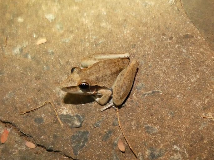 Litoria tornieri, rosnice Tornierova