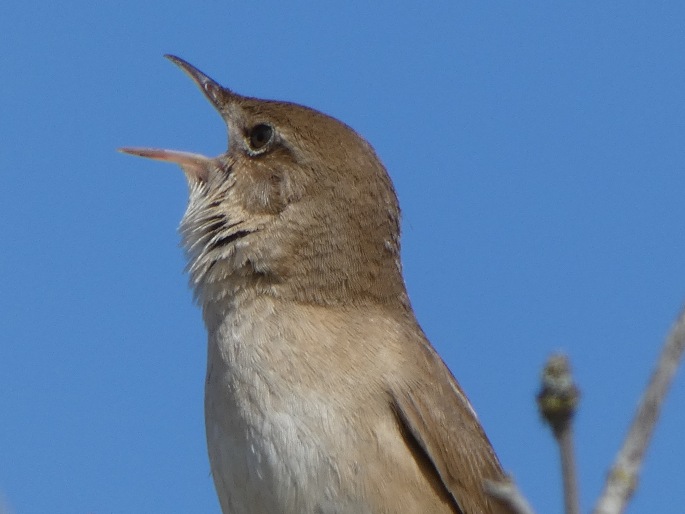 Locustella luscinioides, cvrčilka slavíková