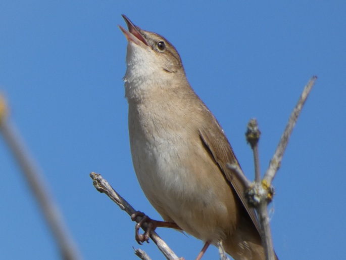 Locustella luscinioides, cvrčilka slavíková