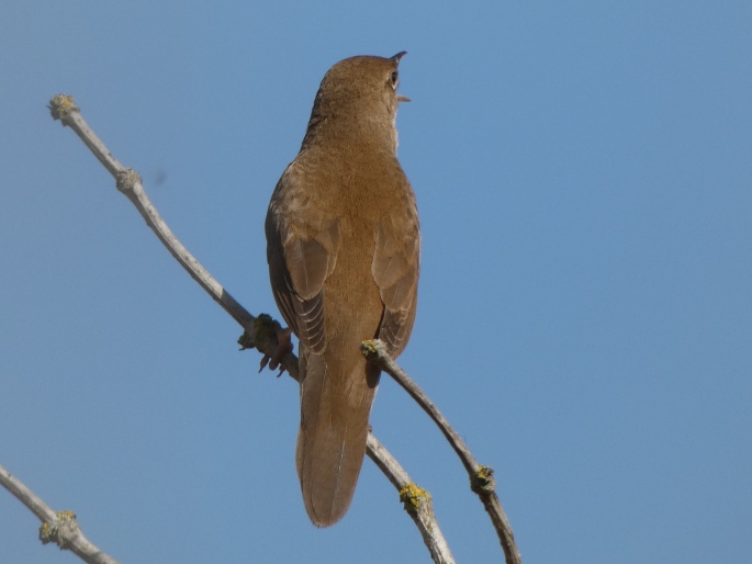 Locustella luscinioides, cvrčilka slavíková