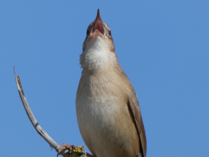 Locustella luscinioides, cvrčilka slavíková