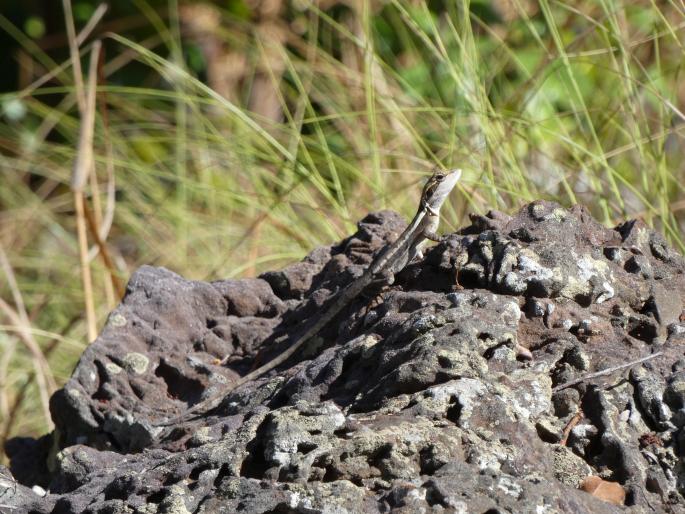 Lophognathus gilberti