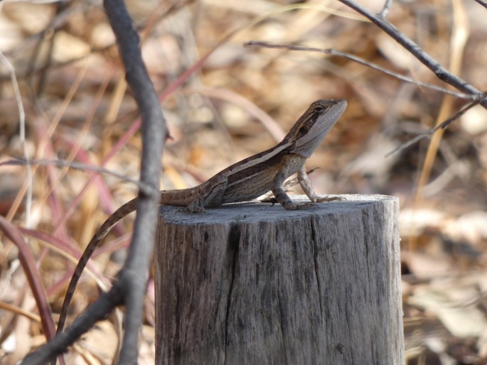 Lophognathus gilberti