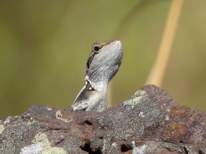 Lophognathus gilberti