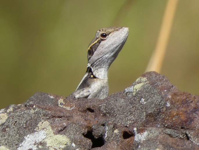 Lophognathus gilberti