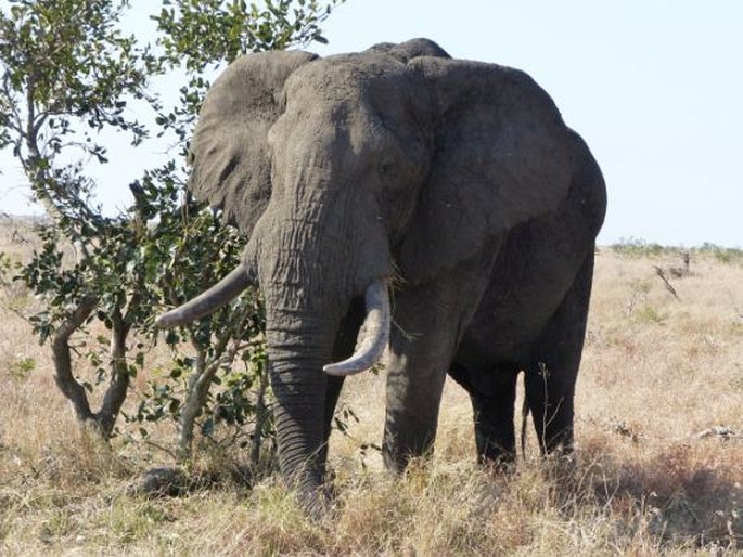 Loxodonta africana