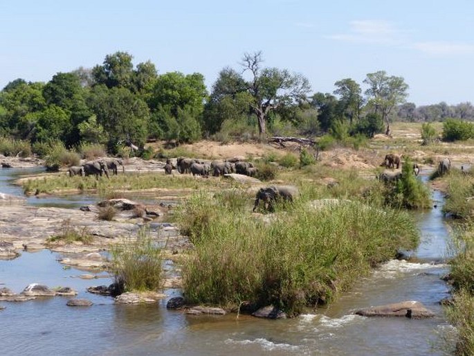 Loxodonta africana