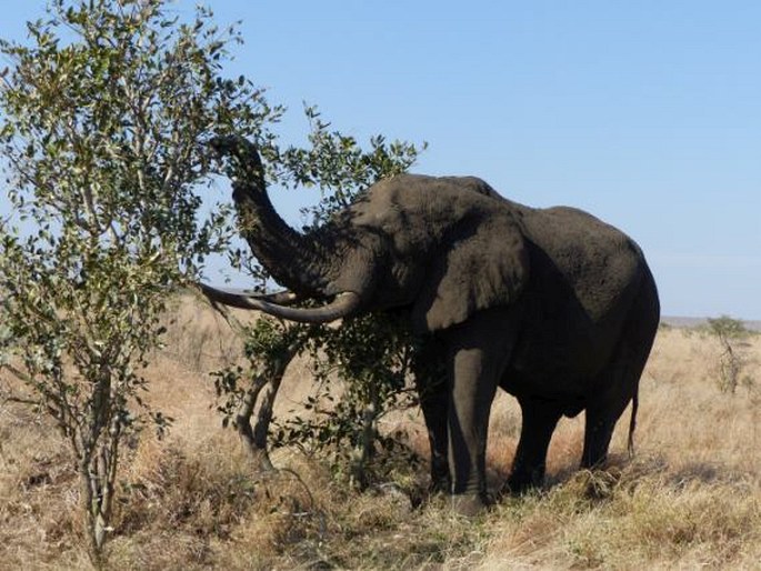 Loxodonta africana