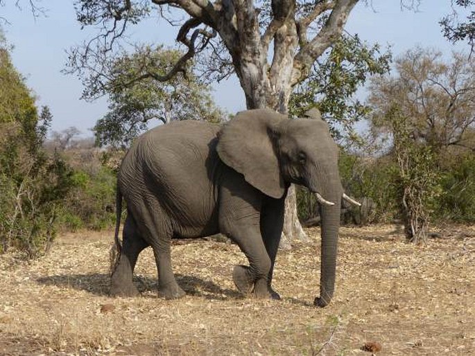 Loxodonta africana