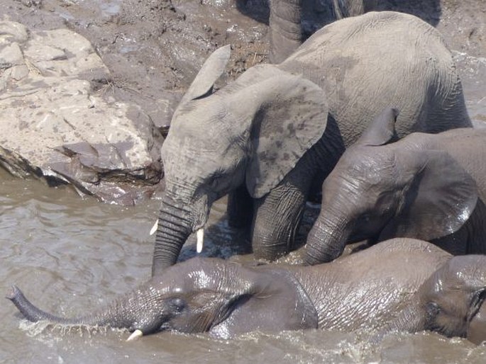 Loxodonta africana