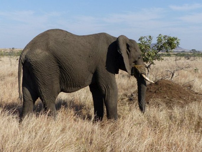 Loxodonta africana