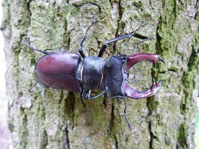 Lucanus cervus