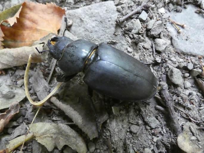 Lucanus cervus